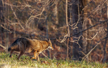 Coyote in autumn forest