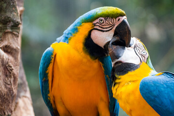 Two blue and yellow macaw (Ara ararauna), also known as the blue and gold macaw, Foz do Iguazu, Brazil