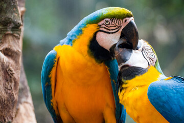 Two blue and yellow macaw (Ara ararauna), also known as the blue and gold macaw, Foz do Iguazu,...