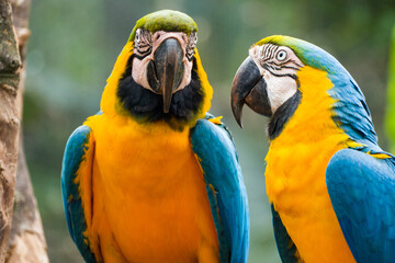 Two blue and yellow macaw (Ara ararauna), also known as the blue and gold macaw, Foz do Iguazu, Brazil © Tobias