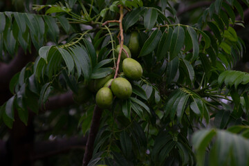 The cajá is the fruit of the cajazeira (Spondias mombin L.), a tree of the Anacardiaceae family that is present in several Brazilian states. This tree is being cultivated in Rio de Janeiro, Brazil.