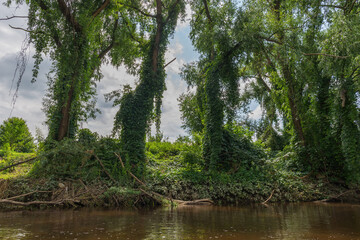 Fototapeta na wymiar View from the kayak on the river bank with evergreen climbing plants on the trees