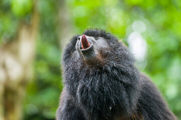 Alouatta caraya (male black howler monkey) in Northern Argentina, Iguacu national park