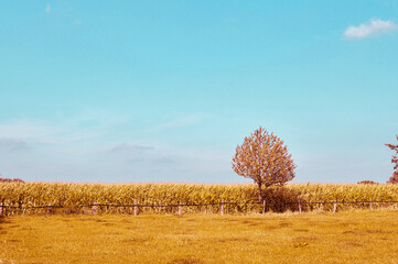 Ein einsamer Baum am Rande eines Feldes vor blauem Himmel