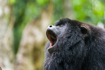 Alouatta caraya (male black howler monkey) in Northern Argentina, Iguacu national park