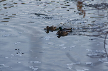 Mallard Ducks in the Water