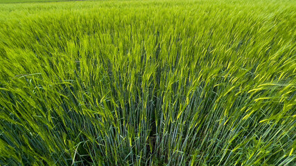 green rice field