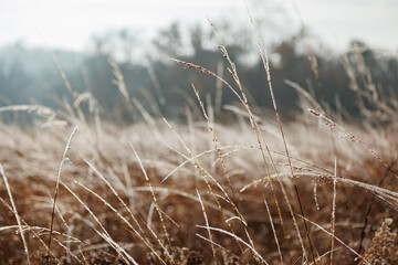 Fototapeta premium Frost covered fall landscape