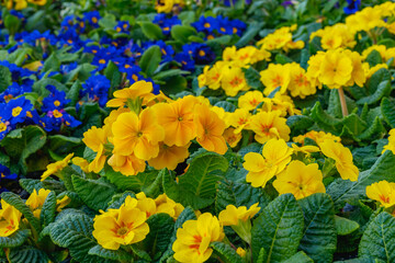 Primrose (Primula vulgaris) in bloom. Beautiful blossom of yellow and blue primula plants
