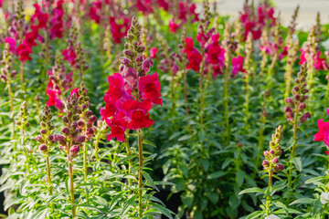 Snapdragon flowers in bloom. Antirrhinum flowers in pots