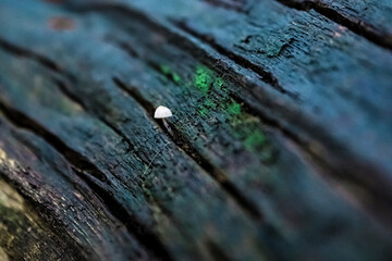 Ein winziger Pilz wächst aus der Rinde eines morschen Baumes heraus - obrazy, fototapety, plakaty