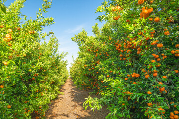 Fototapeta na wymiar Mandarins orchard in California. Fruit trees with ripe fruits in a row. Sunny day, harvest season