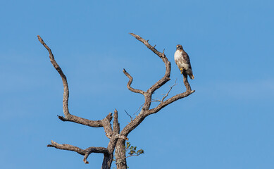 Cooper's hawk perched on tree branch