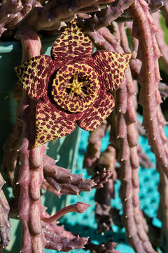 stapelia a succulent African plant with large star-shaped fleshy flowers that have bold markings and a fetid smell of rotting meat that attracts pollinating flies.
