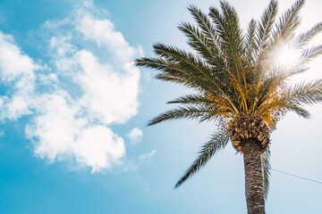 Palm tree with the sky in the background on a sunny day.