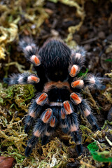 Mexican red knee tarantula brachypelma