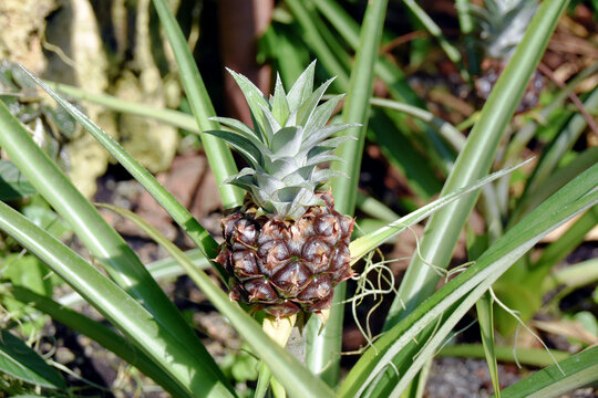 Pineapple fruit of variety called baby pineapple. It is growing in natural conditions. It has sphere shape.  It is famous for sweet taste and soft texture.