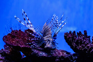 Fish Lionfish - Zebra, Pterois volitans