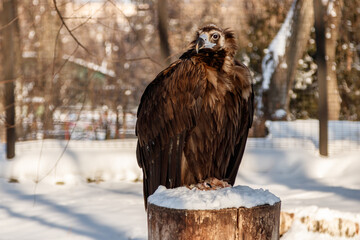 beautiful vultures sit on a stump in the snow