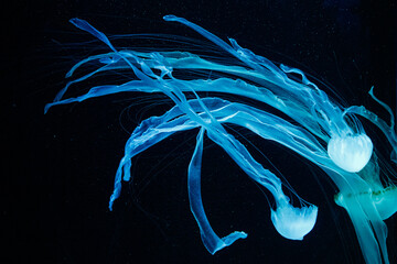 macro of a beautiful jellyfish chrysaora chinensis