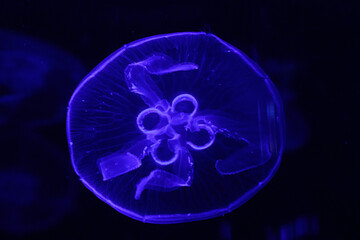 macro of a beautiful jellyfish aurelia aurita