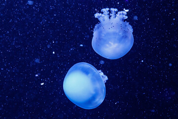 Naklejka na ściany i meble macro of a beautiful jellyfish rhizostoma pulmo