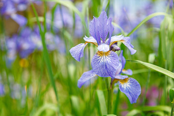 flowers irises on a background of grass
