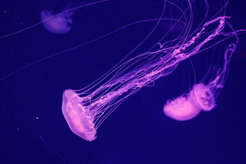 macro of a beautiful jellyfish chrysaora quinquecirrha