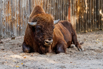 Fototapeta premium beautiful bison lies on the sand