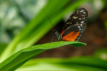 Fototapeta na wymiar macro beautiful butterfly Danaus chrysippus