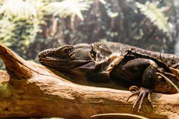Beautiful Black Mexican dragon, iguana Wigmann, Stenosura pectinate sitting on a branch