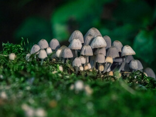 Eine Gruppe von Glimmertintlingen (Pilzen) auf einem bemoosten Baumstamm