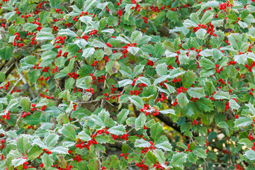 frost covered holly berries tree