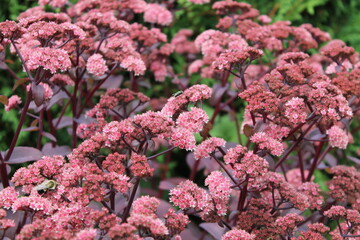 Beau bouquet de fleurs Sedum telephium avec une abeille qui butine et une mouche