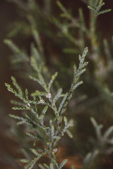 frost on a fern
