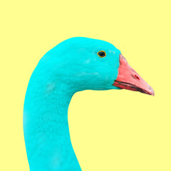 Turquoise goose head with a red beak on a yellow background. Pop art minimal concept. Goose on a colorful background.