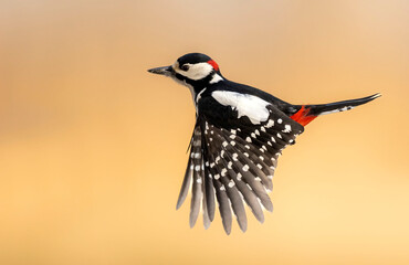 Great Spotted Woodpecker ( Dendrocopos major ) © Piotr Krzeslak