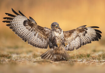 Common buzzard bird ( Buteo buteo )