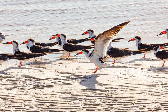 Black skimmer shorebirds on beach