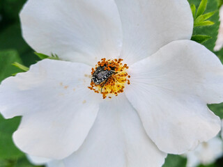 A spotted black insect sits on lwhite rosehip flowers. (Oxythyrea funesta) mediterranean spotted chafer in the yellow center of the flower close up. Vital activity of insects of summer.