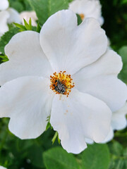 May beetle, mediterranean spotted chafer on a white rosehip flower close up. An insect in the yellow center of the flower. Vital activity, pollination, nutrition of insects in nature.