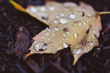 yellow maple leaf with water drops on the ground