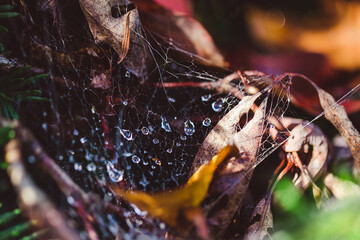 spider web with drop of water on it