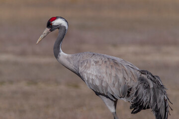 grey crowned crane, grus grus. 