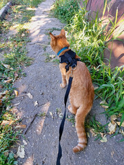 Walking a pet cat on a leash in the summer on the street. A cowardly red striped mongrel cat in a...