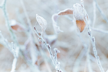 The beauty of the winter season. Frosty weather. Branch with dry leaves, covering with white rime...