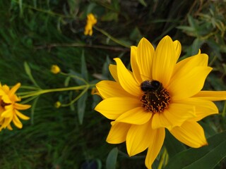 yellow flower in the garden and a bee