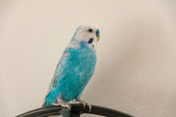 Blue male budgie in front of white wall