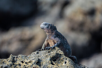 Galapagos Marina Iguana (Amblyrhynchus cristatus)