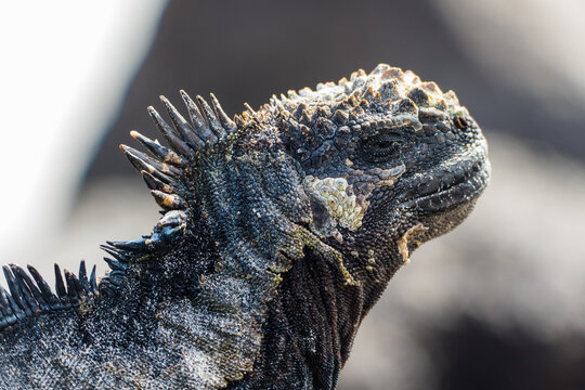 Cristatus Bilder Durchsuchen 16,152 Archivfotos, und